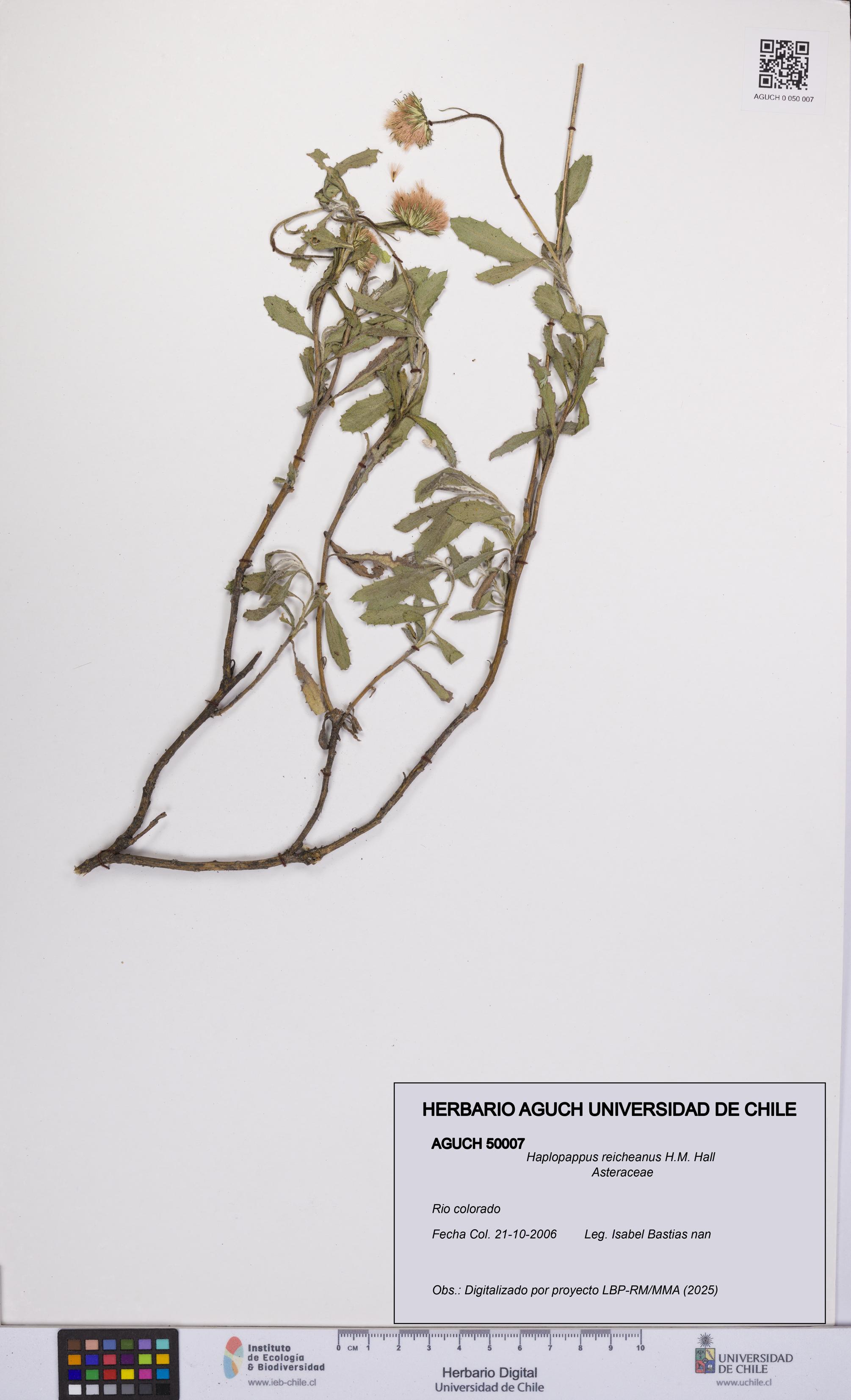 Haplopappus reicheanus [Espécimen: UCH:AGUCH:0050007]