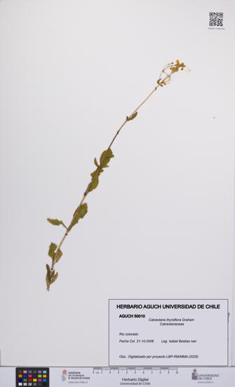 Calceolaria thyrsiflora [Espécimen: UCH:AGUCH:0050010]