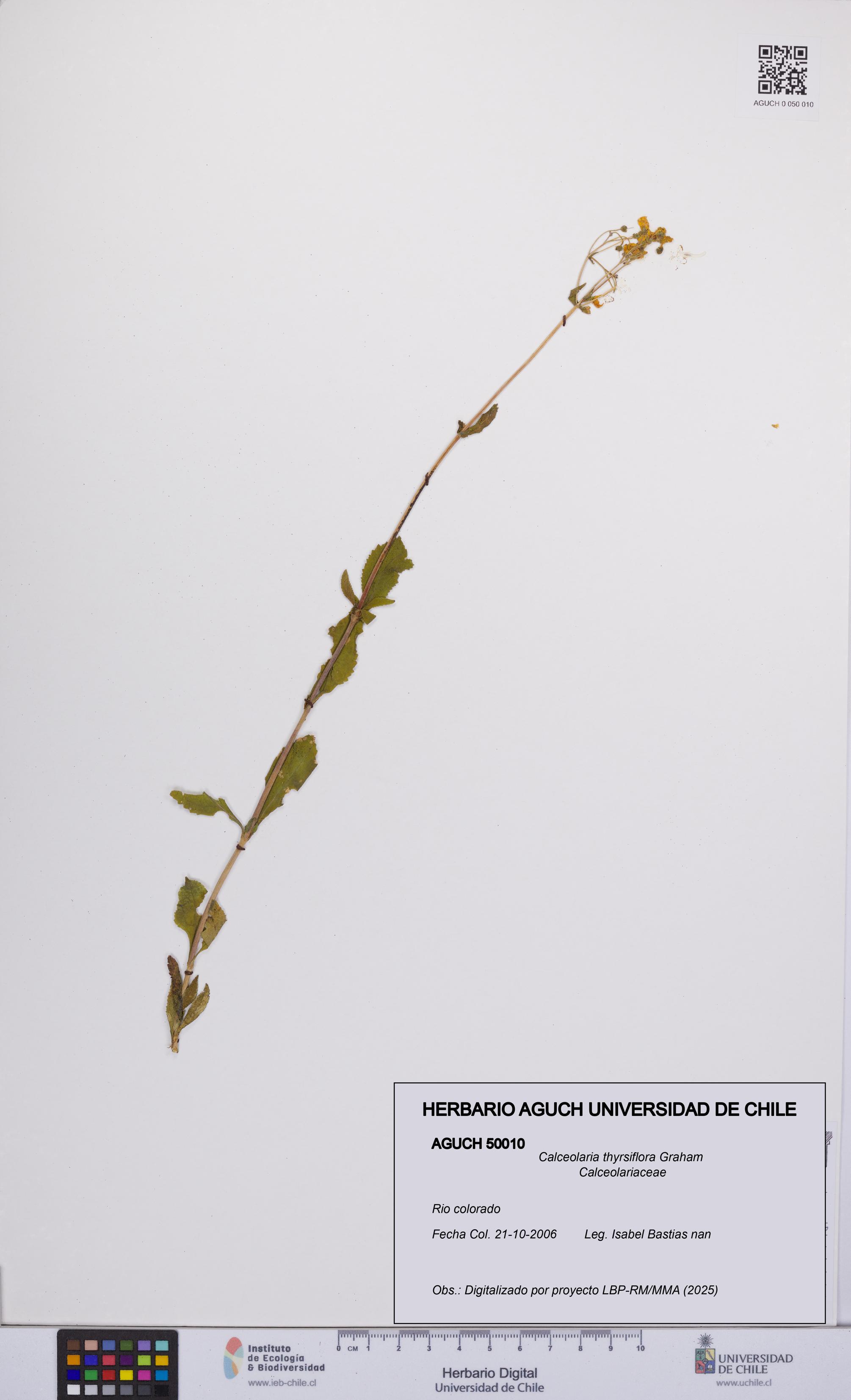 Calceolaria thyrsiflora [Espécimen: UCH:AGUCH:0050010]