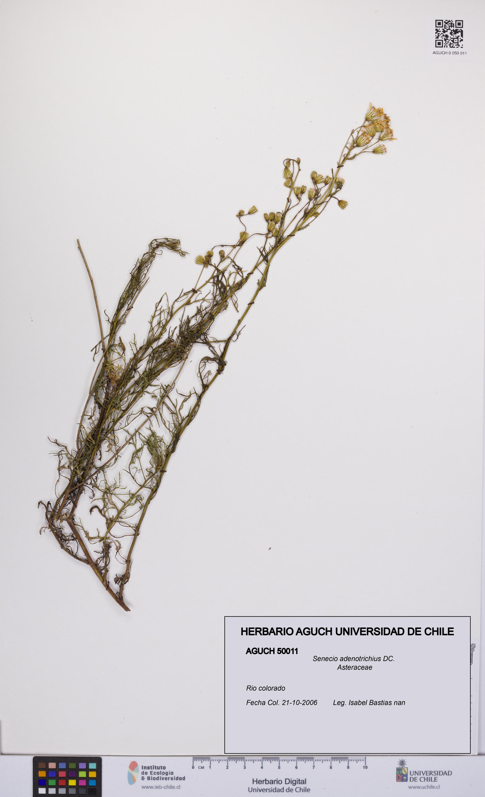 Senecio adenotrichius [Espécimen: UCH:AGUCH:0050011]