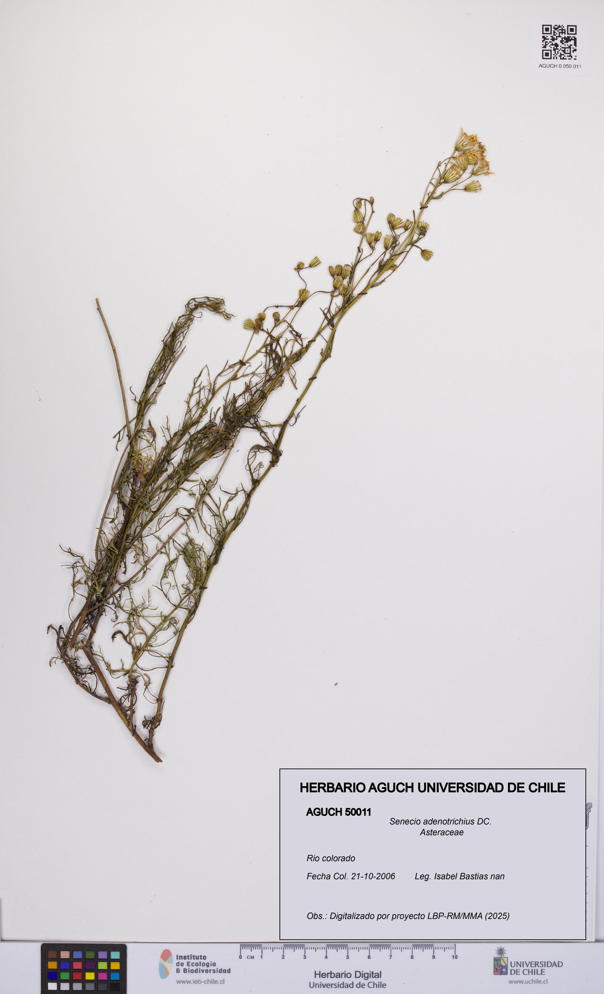 Senecio adenotrichius [Espécimen: UCH:AGUCH:0050011]