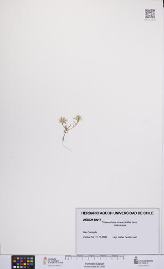Chaetanthera moenchioides [Espécimen: UCH:AGUCH:0050017]