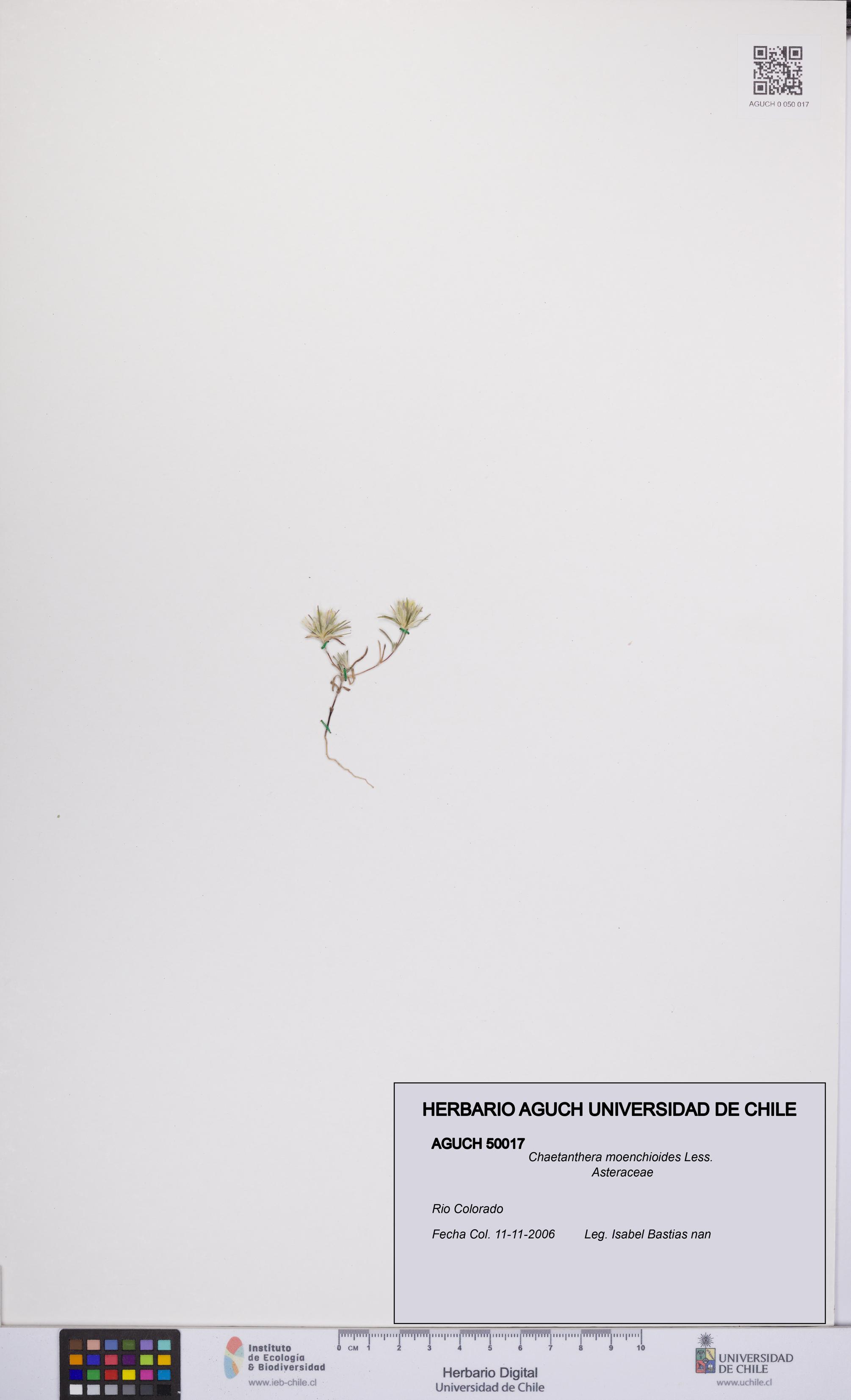 Chaetanthera moenchioides [Espécimen: UCH:AGUCH:0050017]