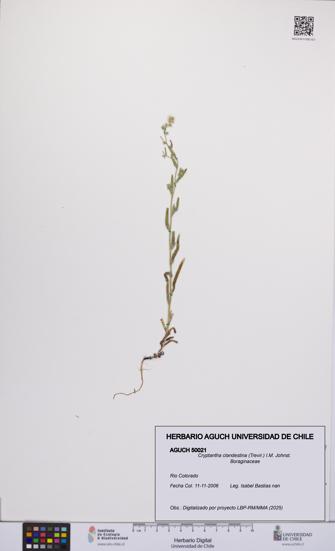 Cryptantha clandestina [Espécimen: UCH:AGUCH:0050021]