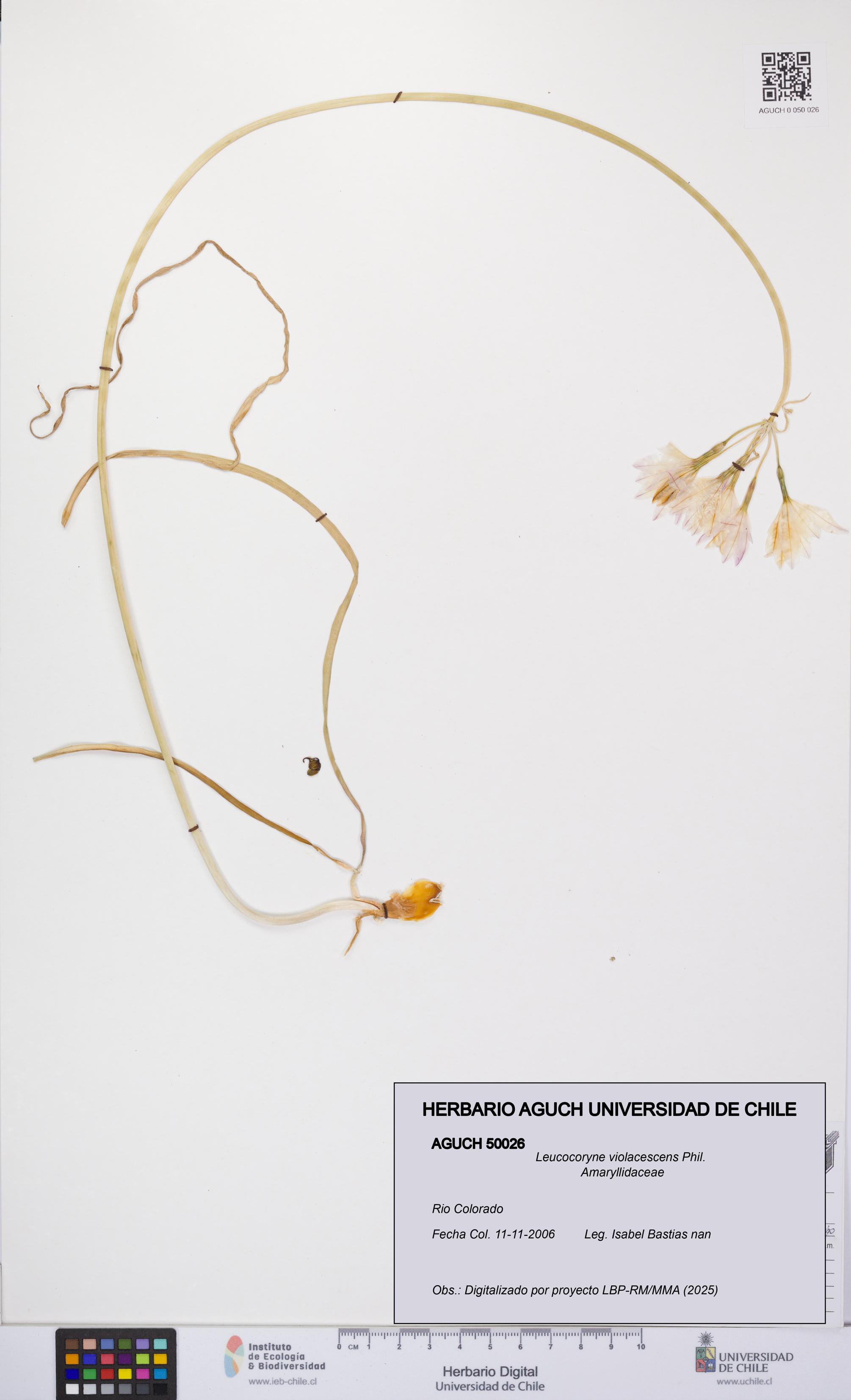 Leucocoryne violacescens [Espécimen: UCH:AGUCH:0050026]