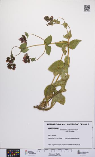 Calceolaria purpurea [Espécimen: UCH:AGUCH:0050032]