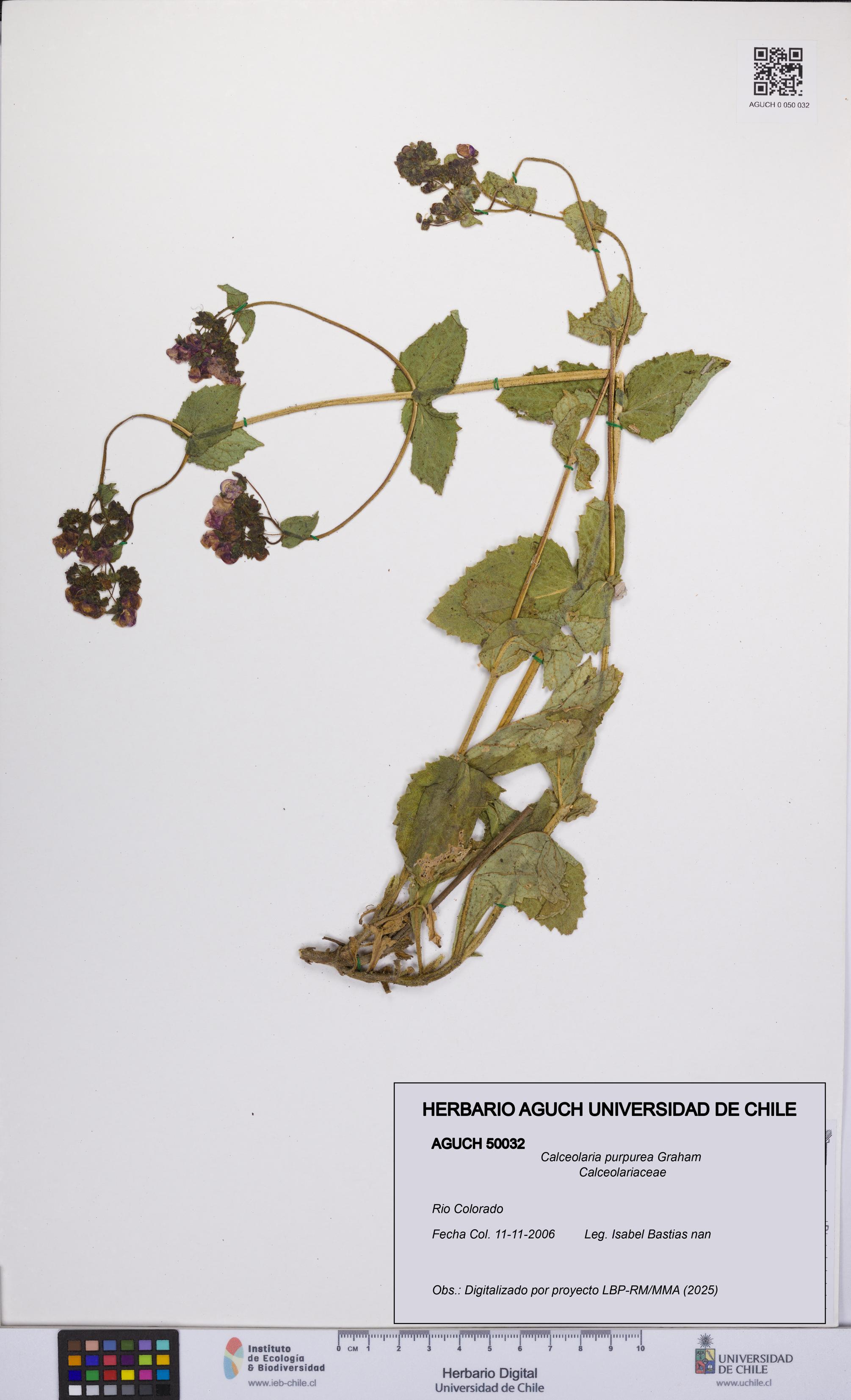 Calceolaria purpurea [Espécimen: UCH:AGUCH:0050032]