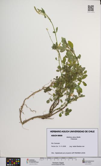 Melilotus albus [Espécimen: UCH:AGUCH:0050033]