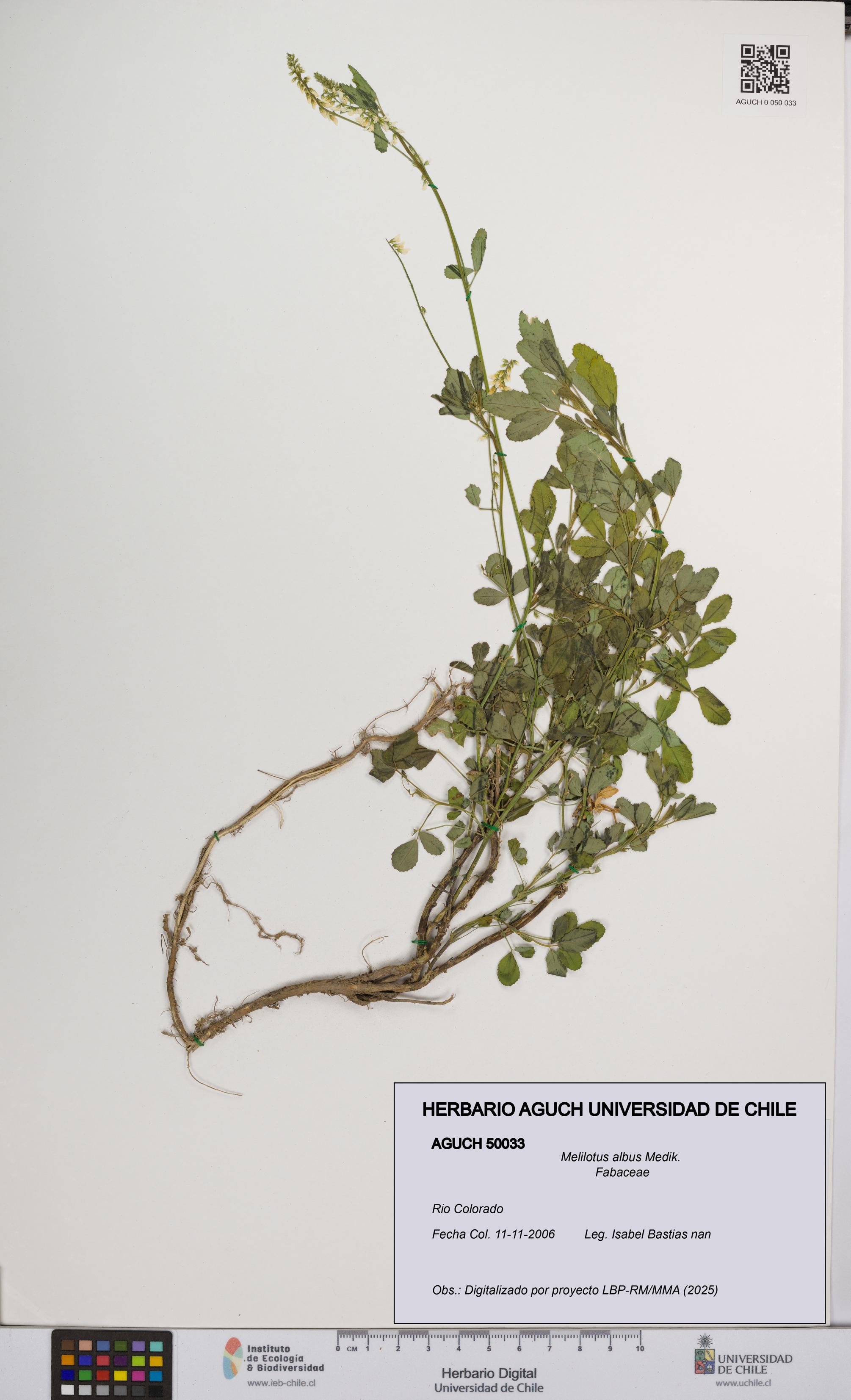 Melilotus albus [Espécimen: UCH:AGUCH:0050033]