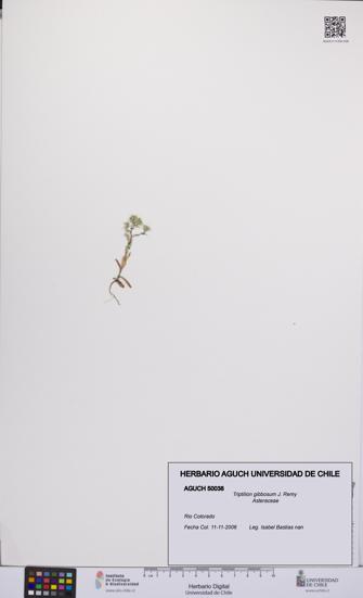 Triptilion gibbosum [Espécimen: UCH:AGUCH:0050038]