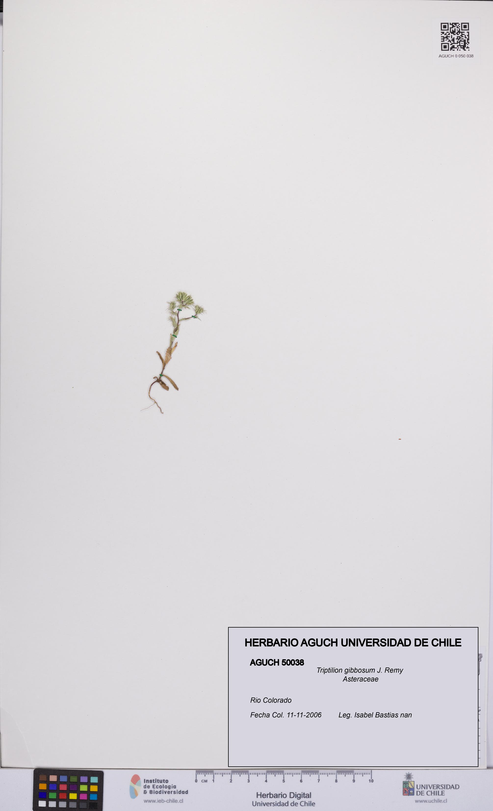 Triptilion gibbosum [Espécimen: UCH:AGUCH:0050038]