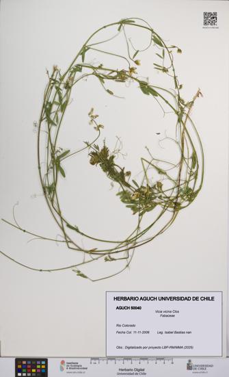 Vicia vicina [Espécimen: UCH:AGUCH:0050040]