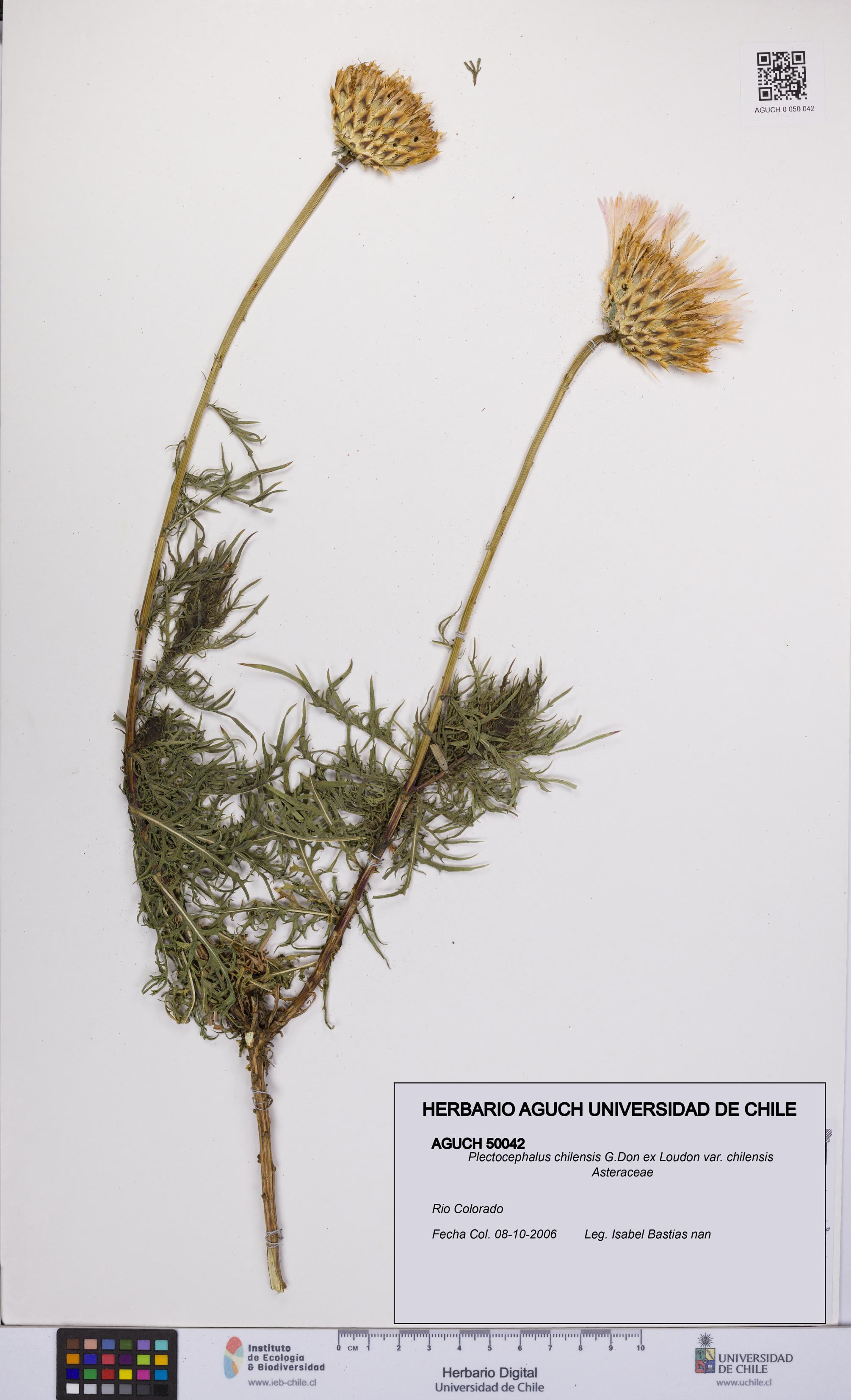 Plectocephalus chilensis var. chilensis [Espécimen: UCH:AGUCH:0050042]
