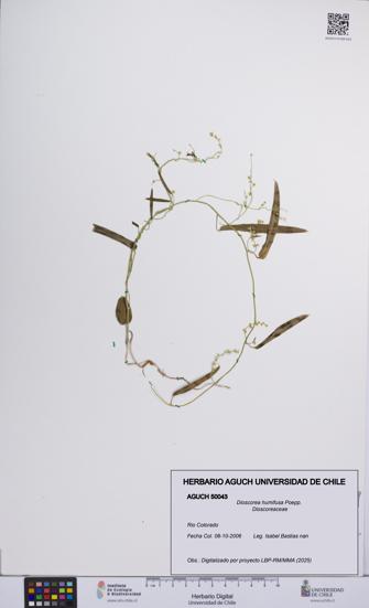 Dioscorea humifusa [Espécimen: UCH:AGUCH:0050043]