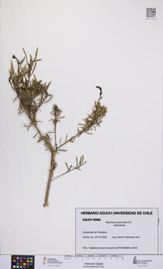 Baccharis paniculata [Espécimen: UCH:AGUCH:0050052]
