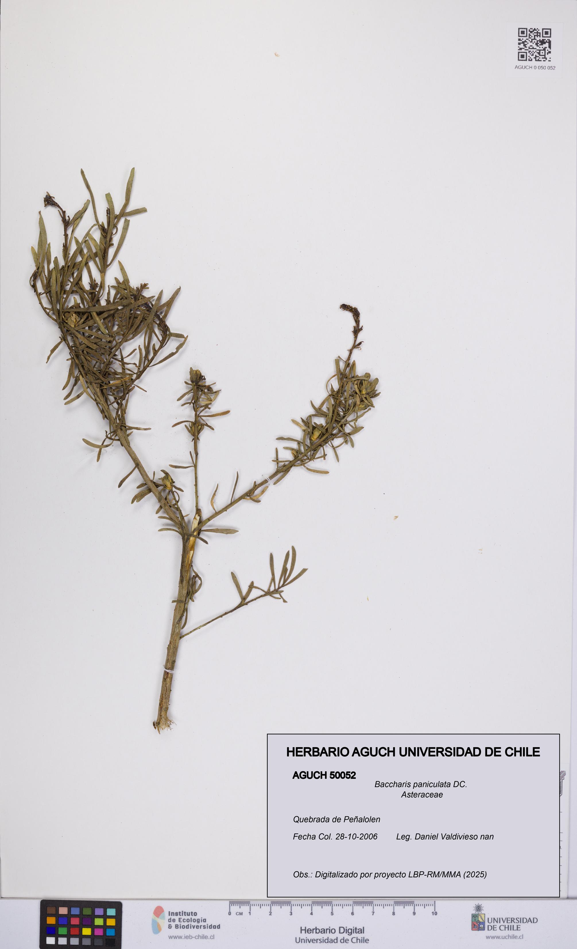 Baccharis paniculata [Espécimen: UCH:AGUCH:0050052]