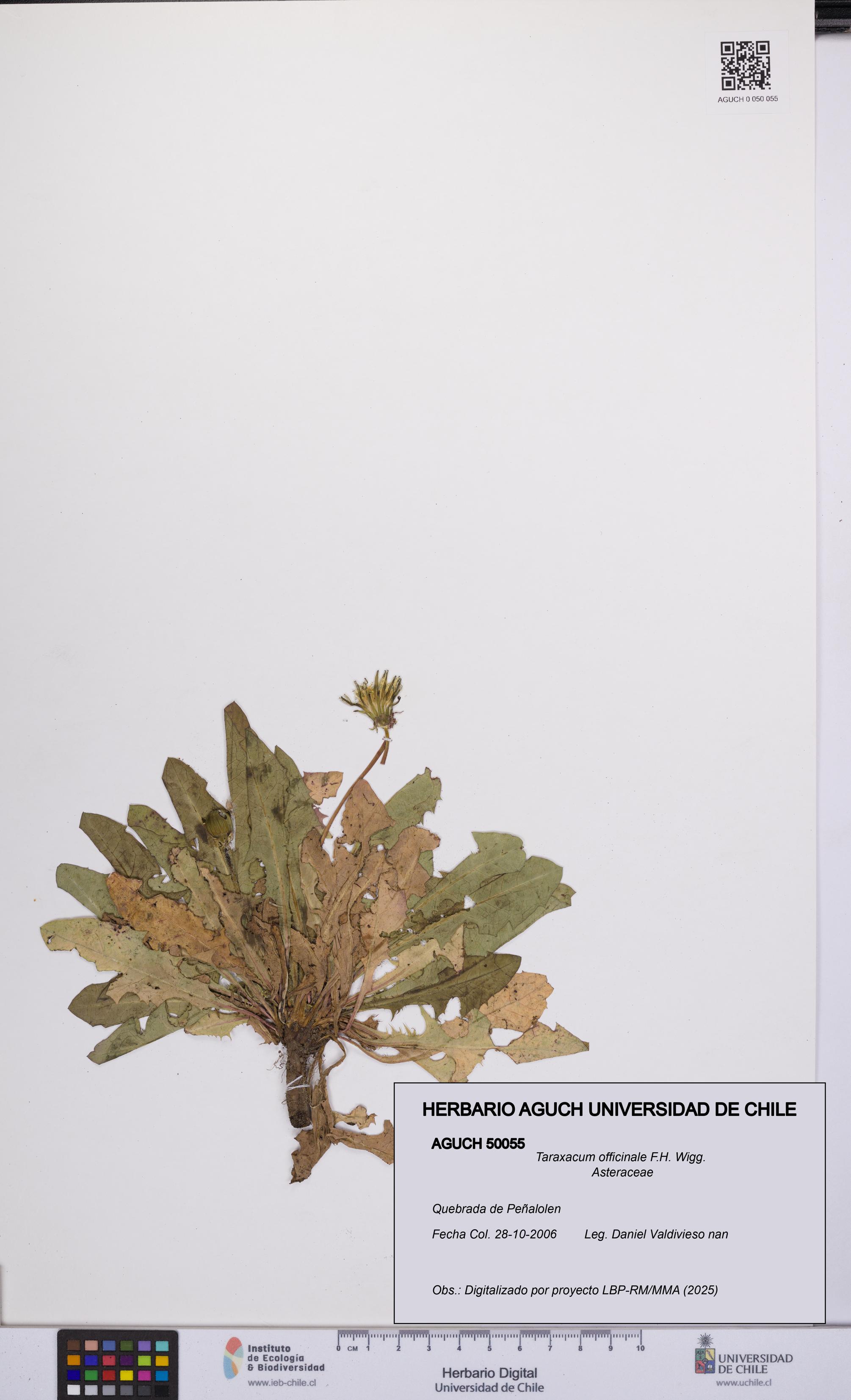 Taraxacum officinale [Espécimen: UCH:AGUCH:0050055]