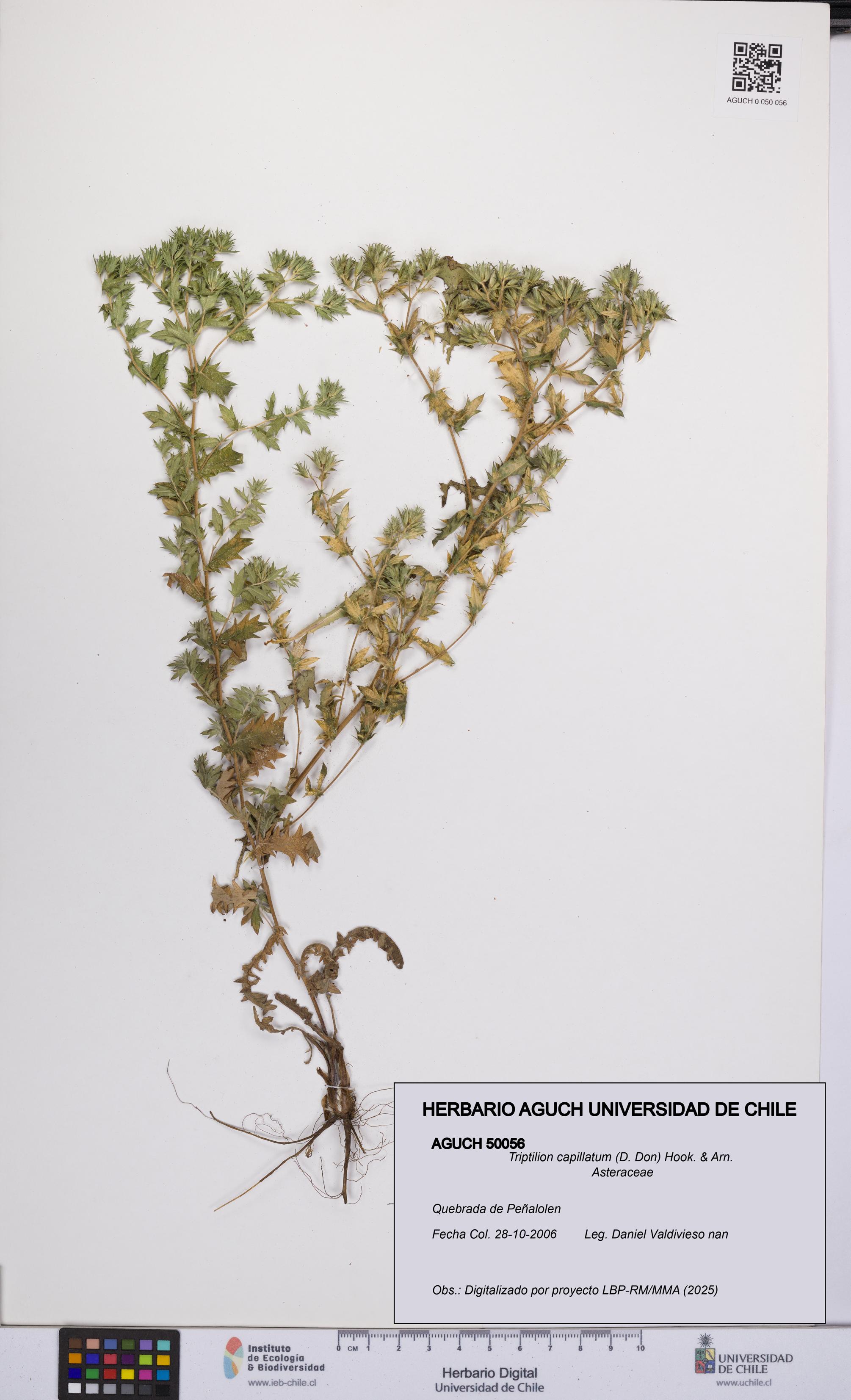 Triptilion capillatum [Espécimen: UCH:AGUCH:0050056]