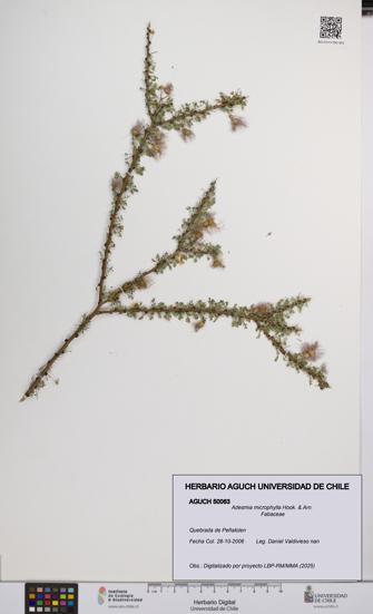 Adesmia microphylla [Espécimen: UCH:AGUCH:0050063]