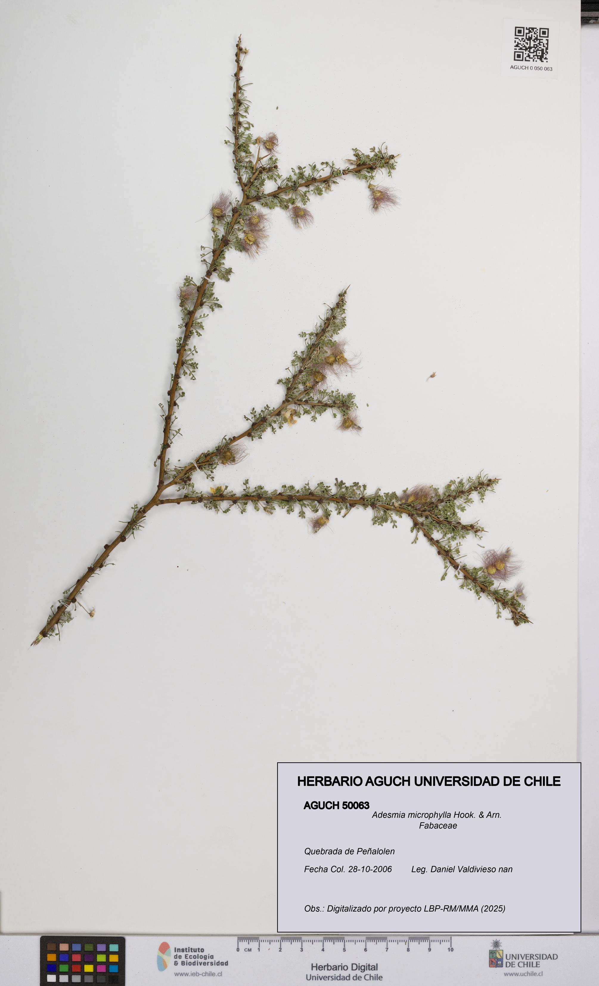 Adesmia microphylla [Espécimen: UCH:AGUCH:0050063]