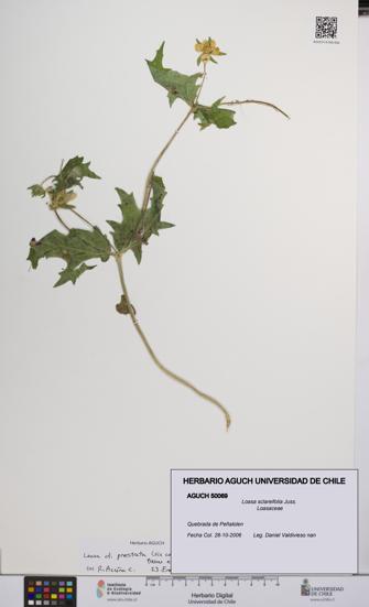 Loasa sclareifolia [Espécimen: UCH:AGUCH:0050069]
