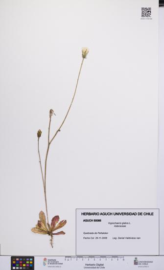 Hypochaeris glabra [Espécimen: UCH:AGUCH:0050085]