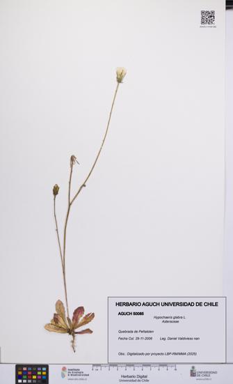 Hypochaeris glabra [Espécimen: UCH:AGUCH:0050085]