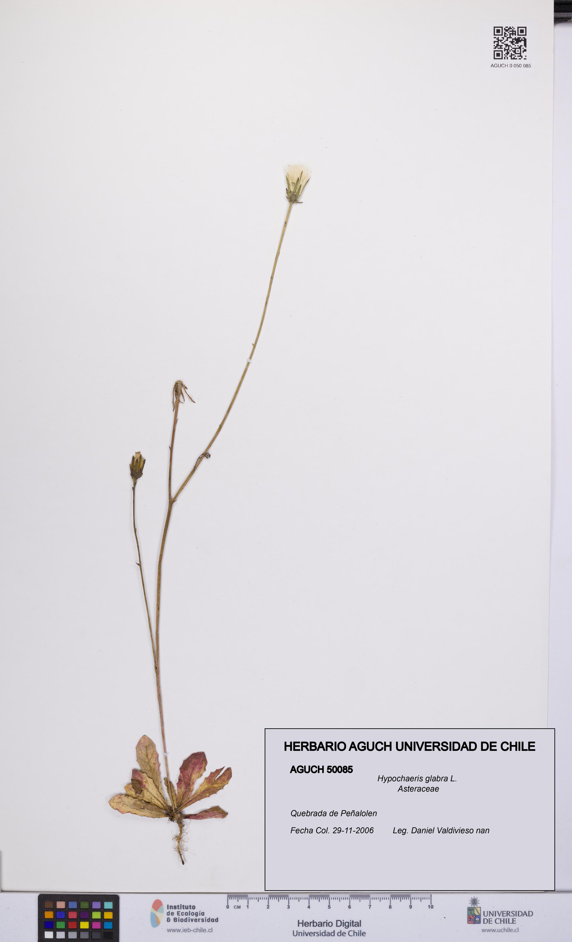 Hypochaeris glabra [Espécimen: UCH:AGUCH:0050085]