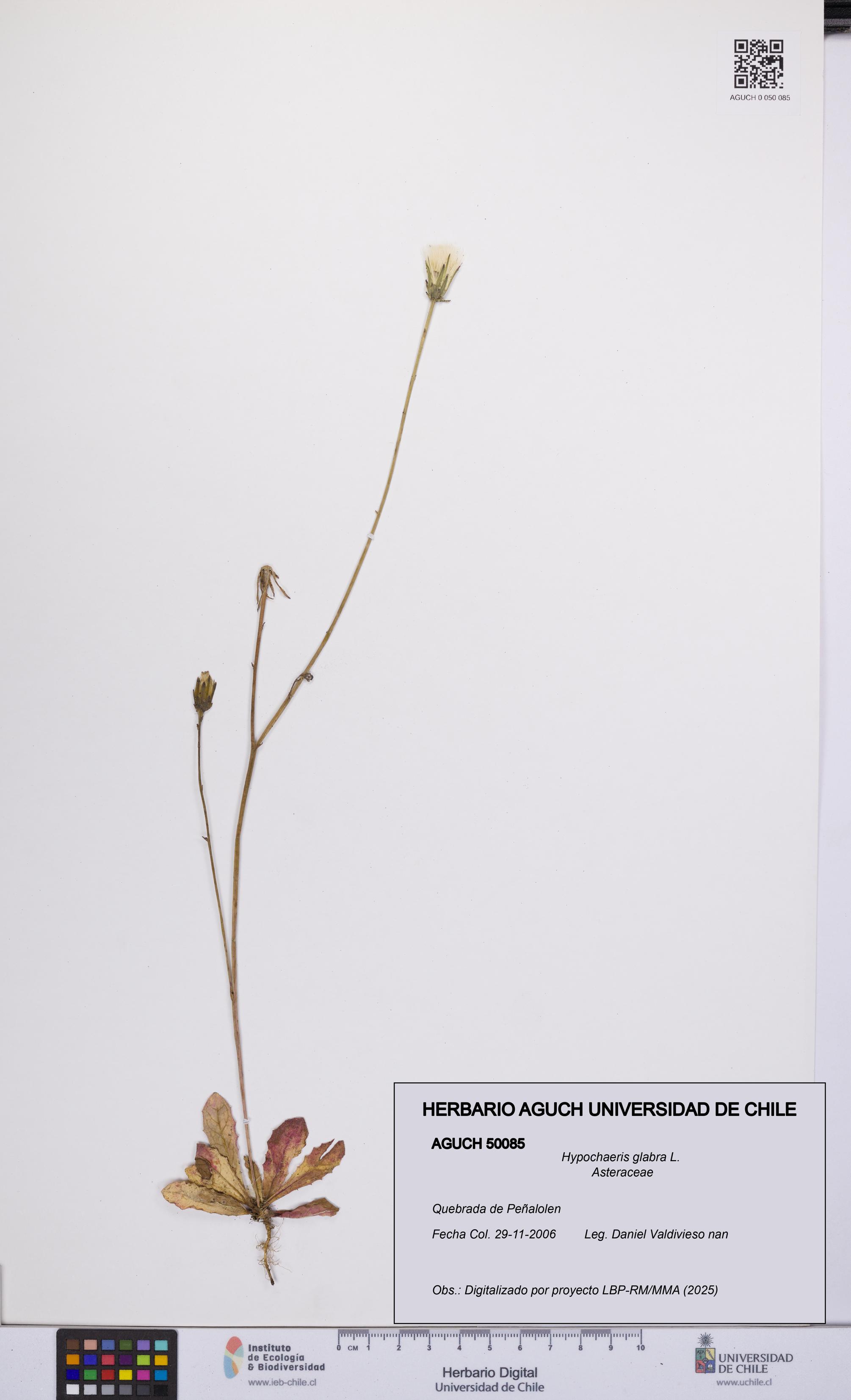 Hypochaeris glabra [Espécimen: UCH:AGUCH:0050085]