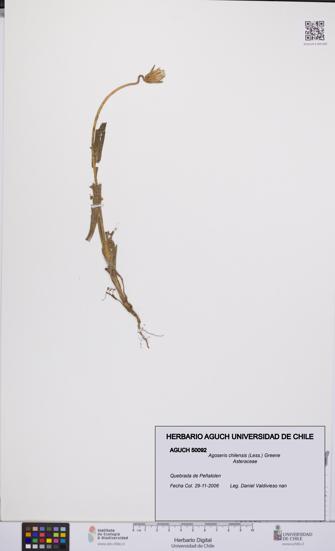 Agoseris chilensis [Espécimen: UCH:AGUCH:0050092]