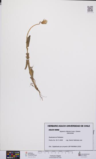 Agoseris chilensis [Espécimen: UCH:AGUCH:0050092]