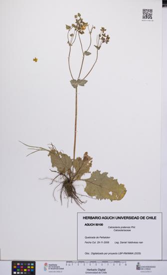 Calceolaria pratensis [Espécimen: UCH:AGUCH:0050100]