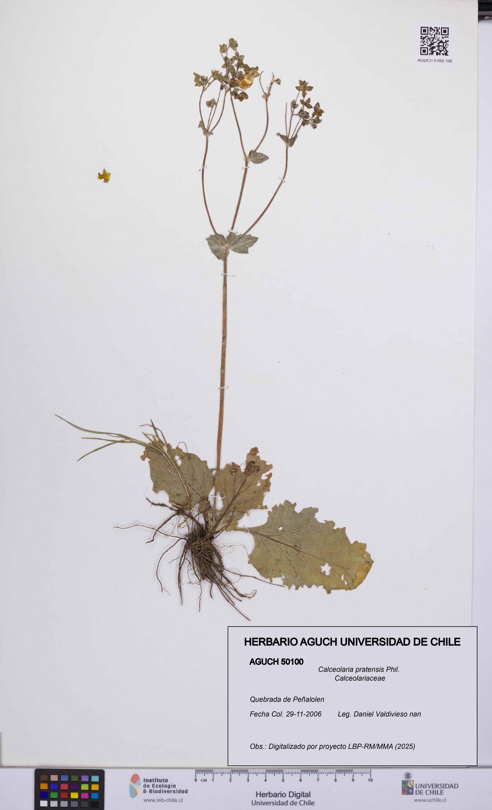 Calceolaria pratensis [Espécimen: UCH:AGUCH:0050100]