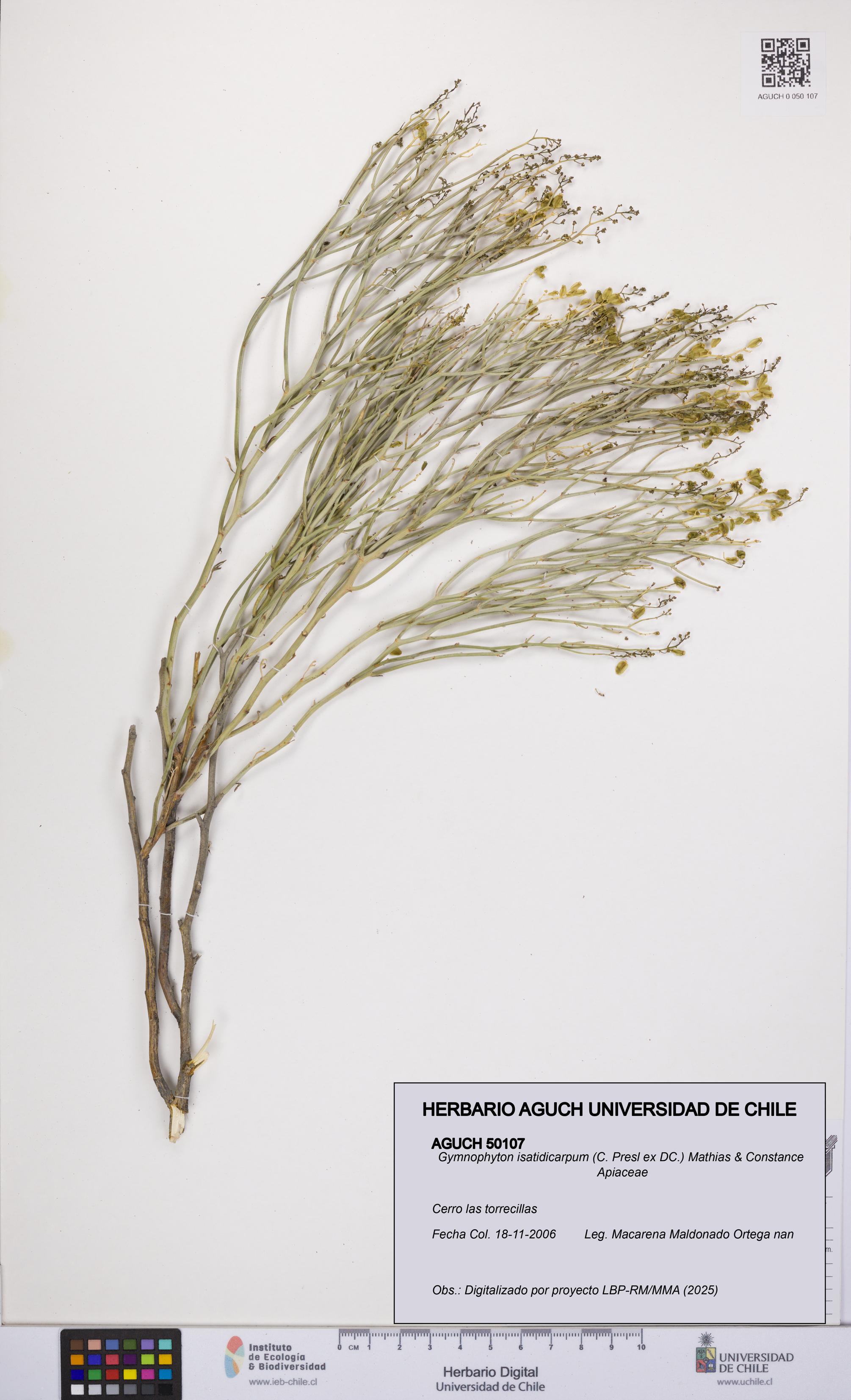 Gymnophyton isatidicarpum [Espécimen: UCH:AGUCH:0050107]
