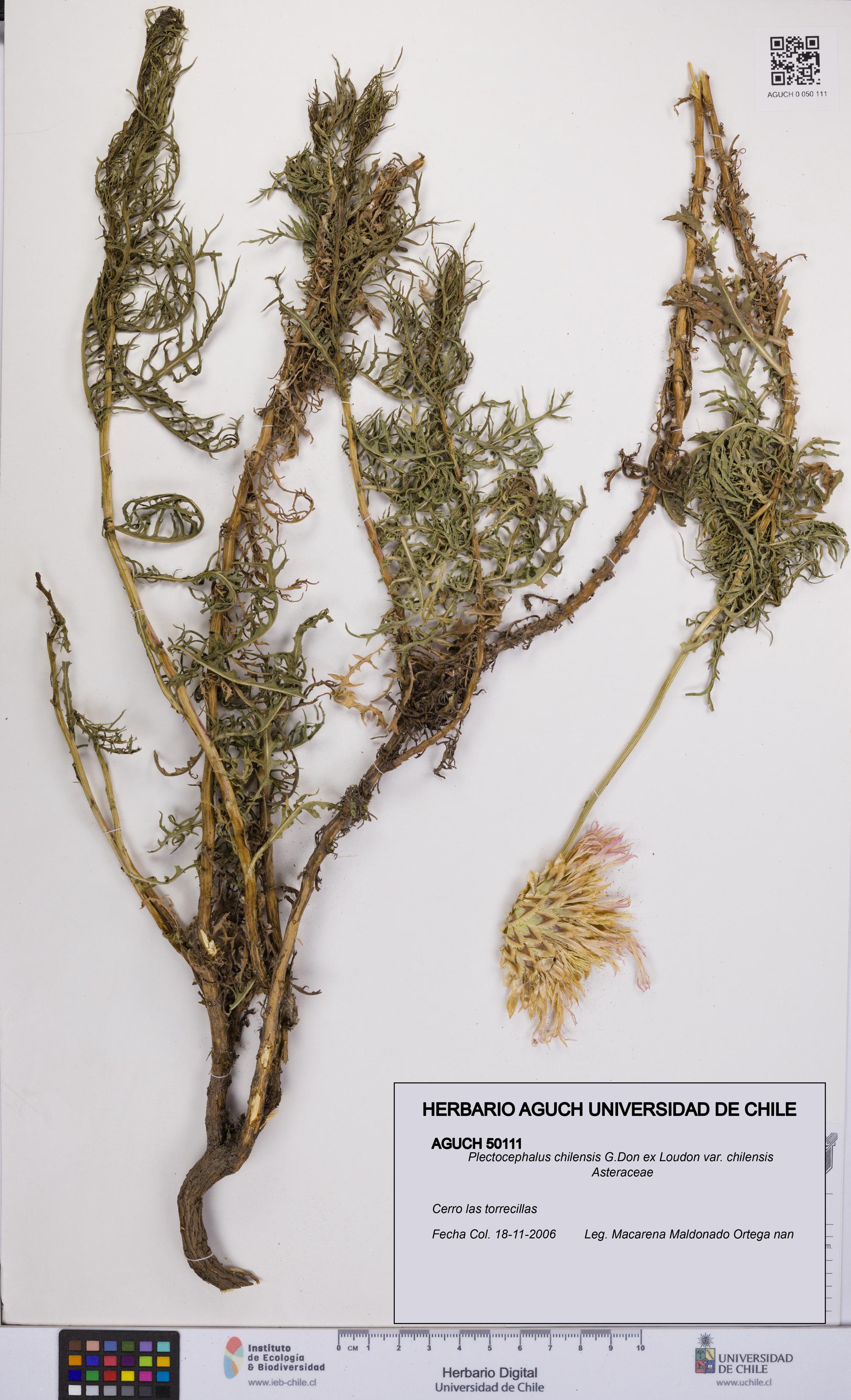 Plectocephalus chilensis var. chilensis [Espécimen: UCH:AGUCH:0050111]
