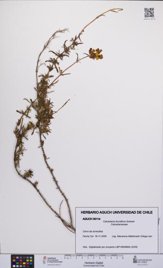 Calceolaria thyrsiflora [Espécimen: UCH:AGUCH:0050114]