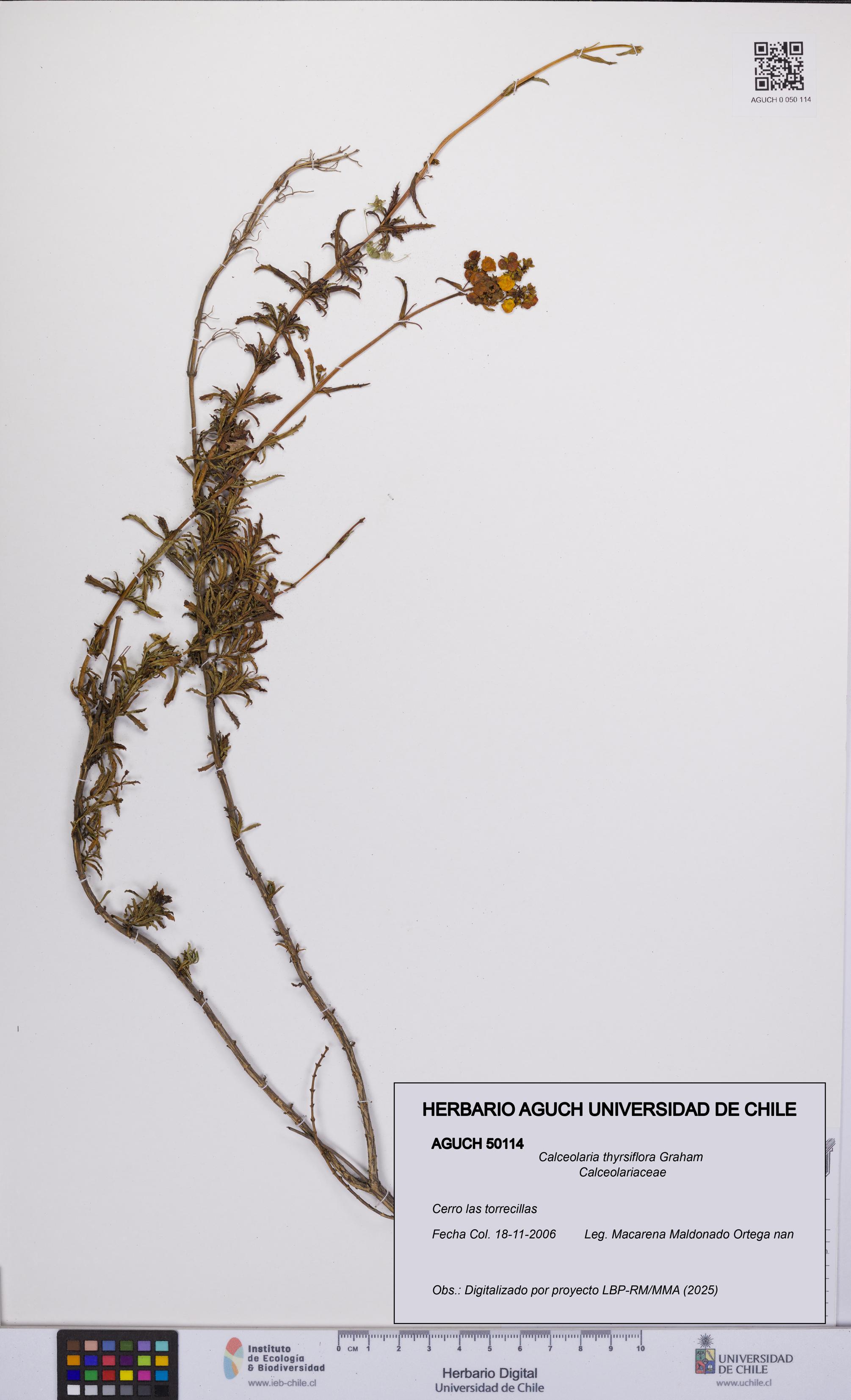 Calceolaria thyrsiflora [Espécimen: UCH:AGUCH:0050114]