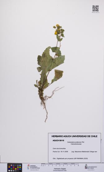 Calceolaria pratensis [Espécimen: UCH:AGUCH:0050115]