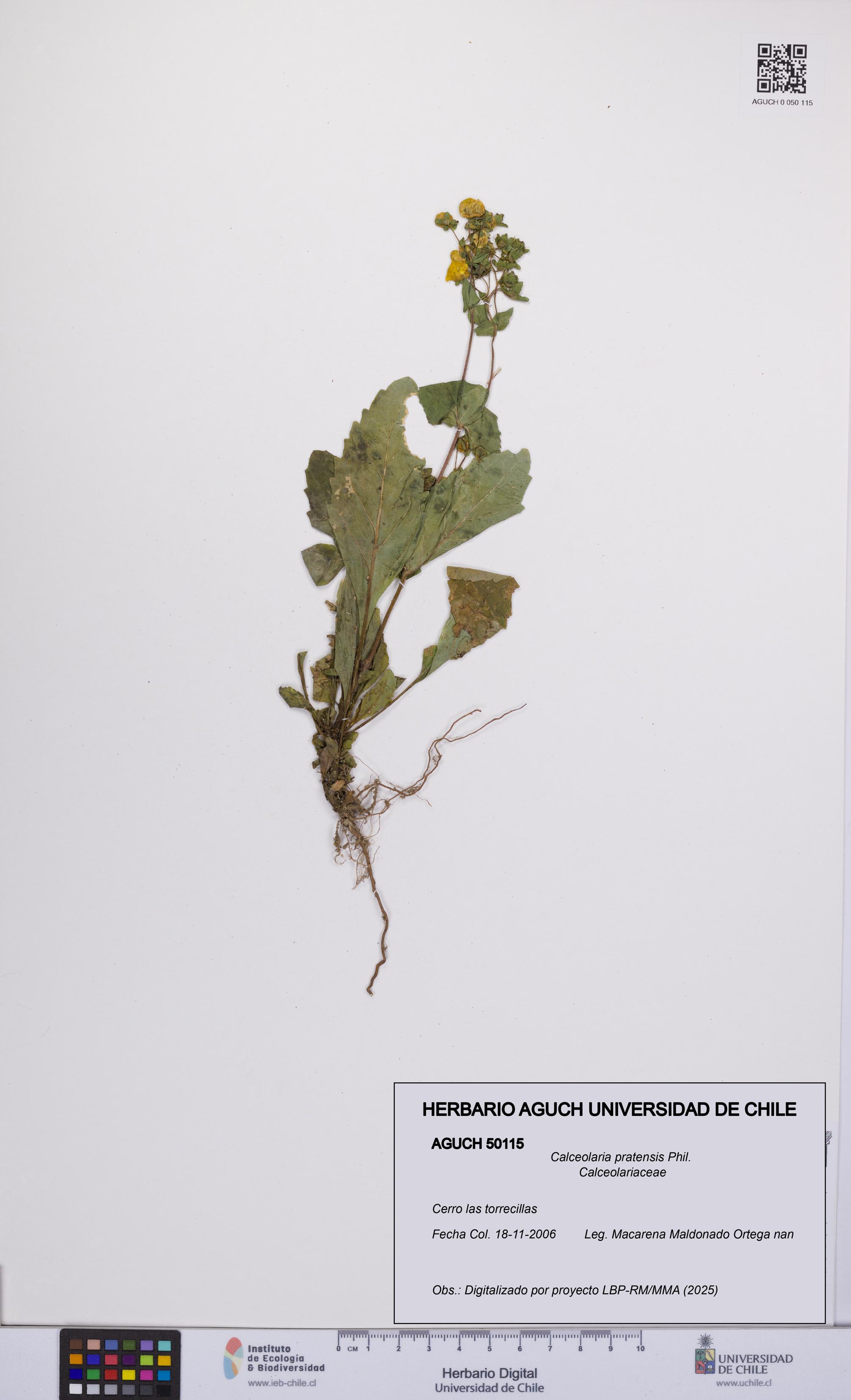 Calceolaria pratensis [Espécimen: UCH:AGUCH:0050115]