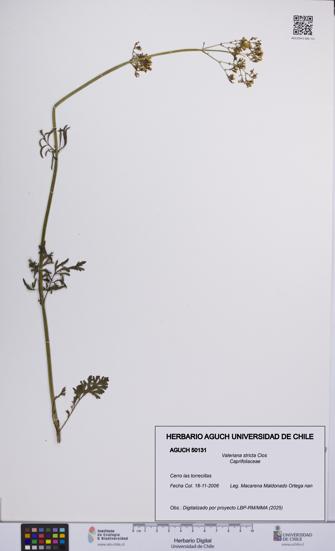 Valeriana stricta [Espécimen: UCH:AGUCH:0050131]