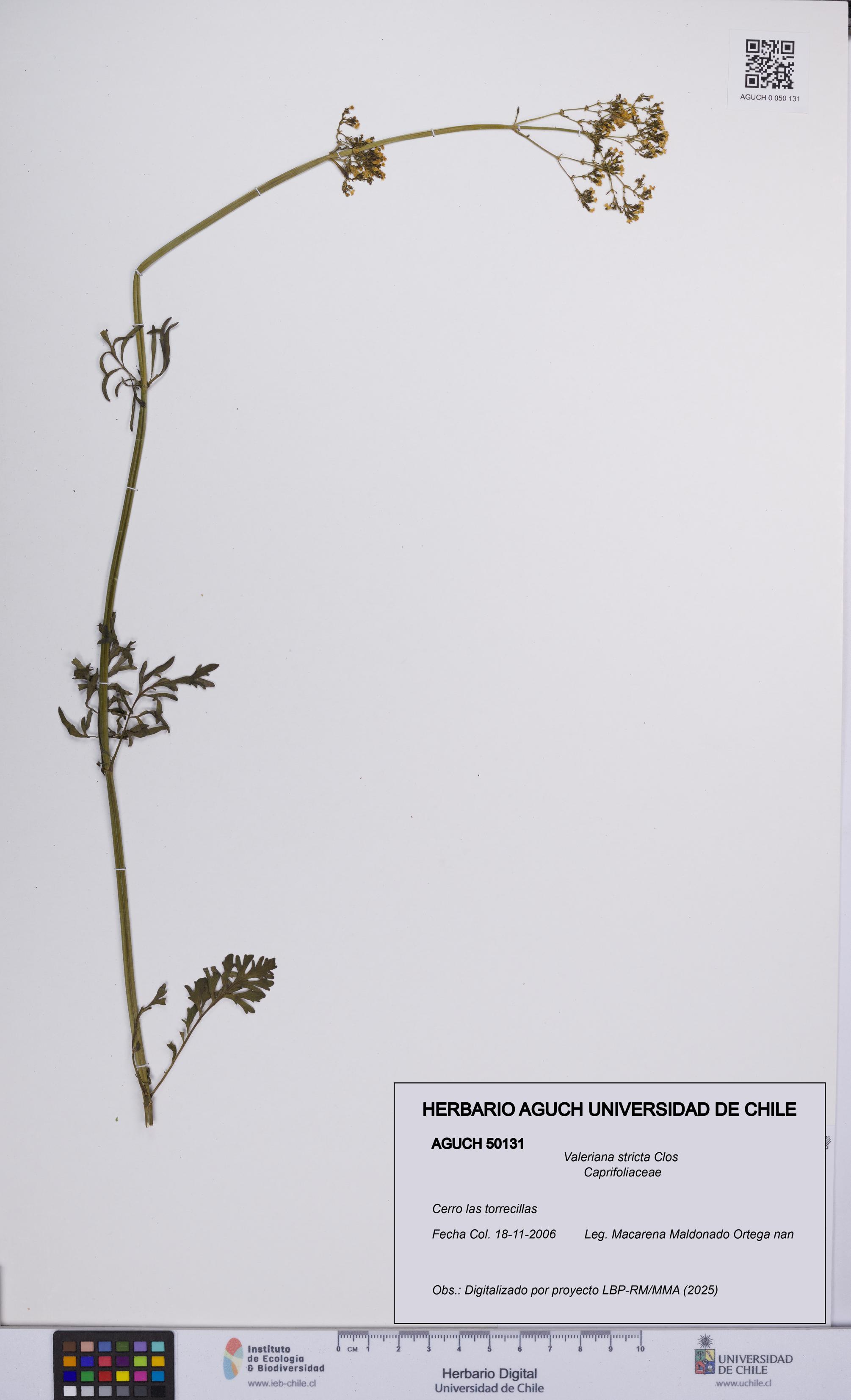 Valeriana stricta [Espécimen: UCH:AGUCH:0050131]