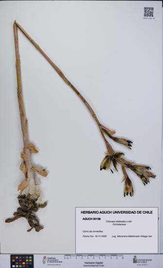 Chloraea bletioides [Espécimen: UCH:AGUCH:0050136]