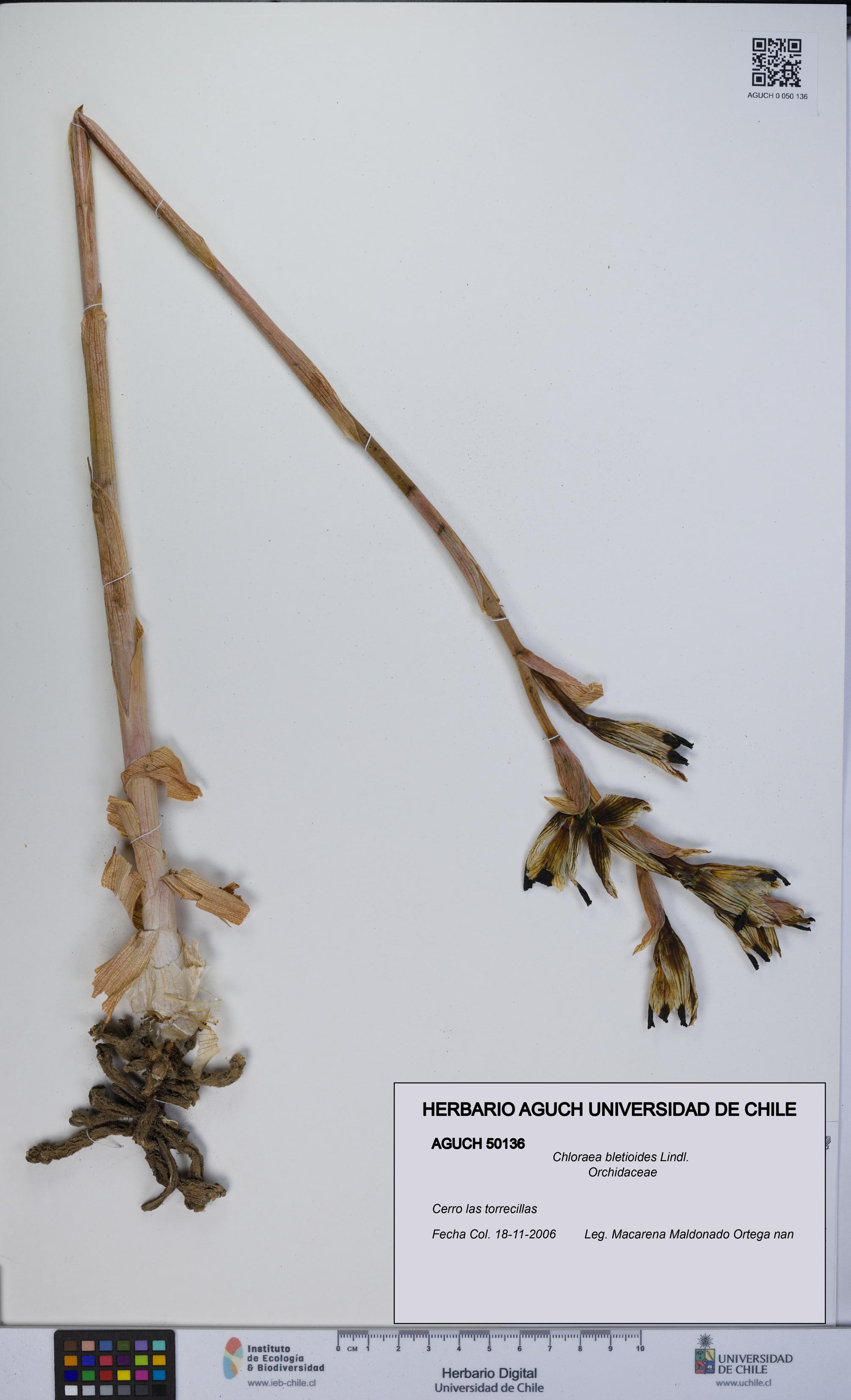 Chloraea bletioides [Espécimen: UCH:AGUCH:0050136]