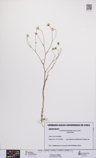 Leucheria tomentosa [Espécimen: UCH:AGUCH:0050151]