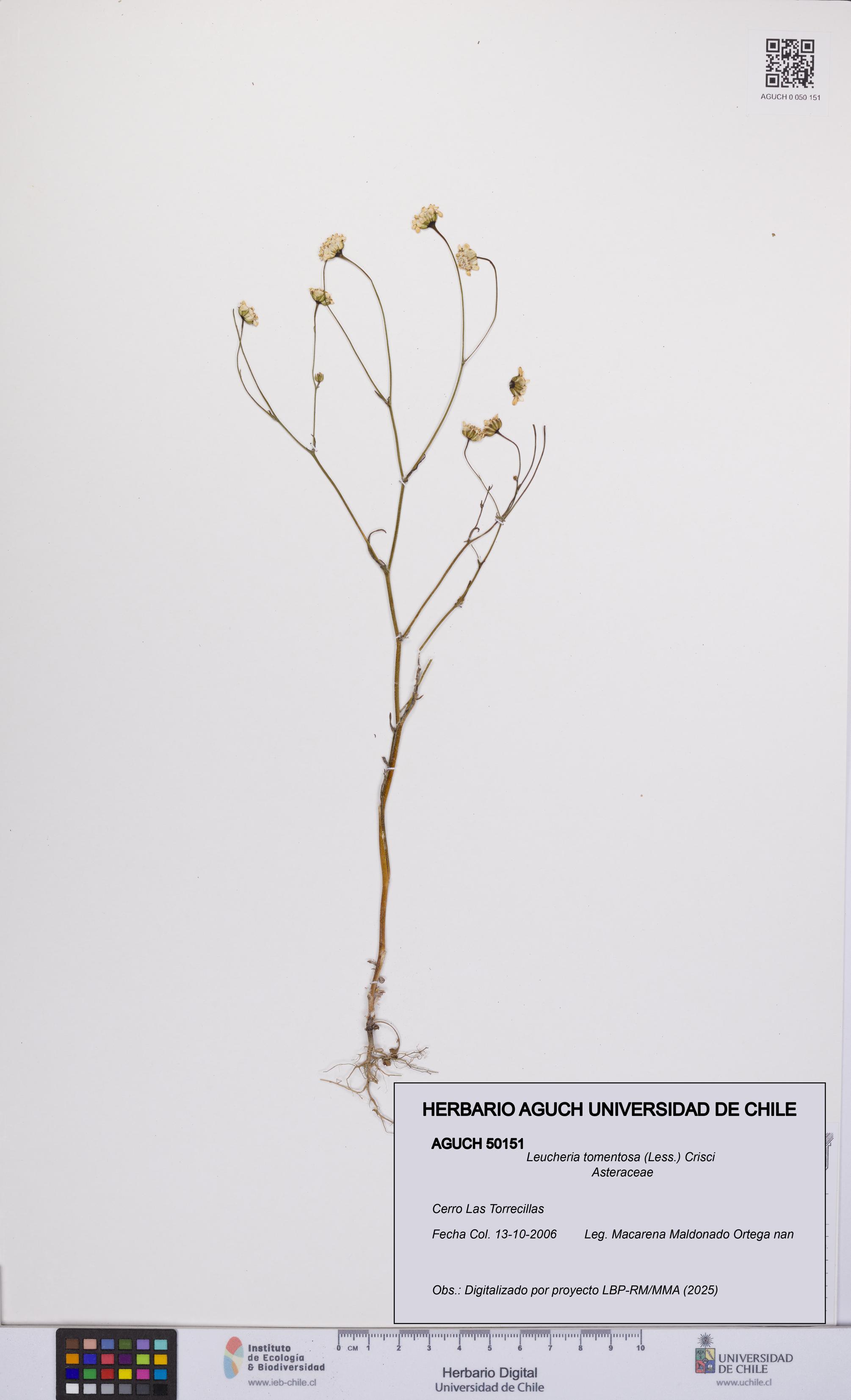 Leucheria tomentosa [Espécimen: UCH:AGUCH:0050151]