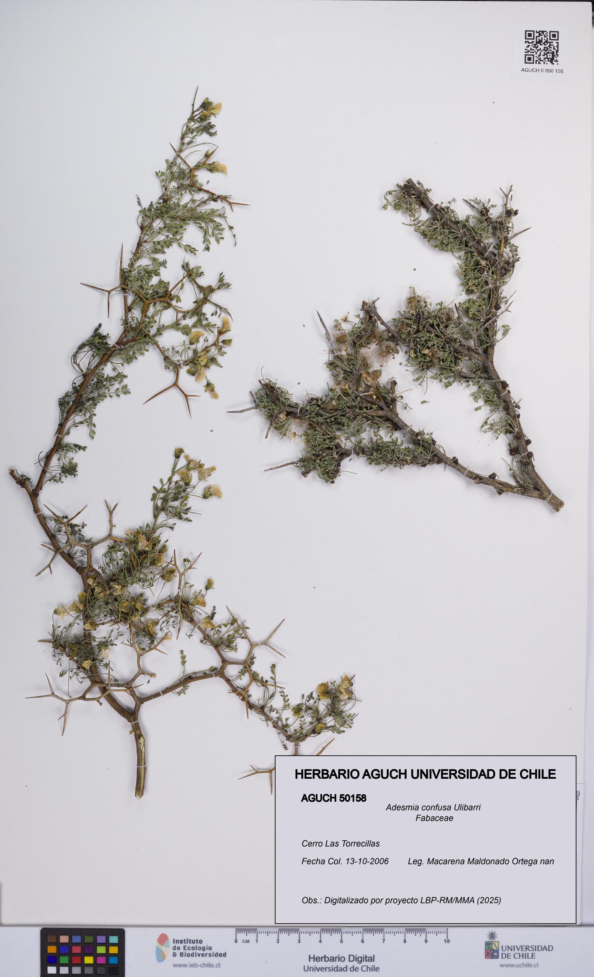 Adesmia confusa [Espécimen: UCH:AGUCH:0050158]