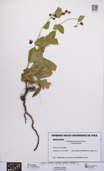 Calceolaria purpurea [Espécimen: UCH:AGUCH:0050161]