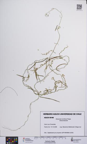 Dioscorea humifusa [Espécimen: UCH:AGUCH:0050165]
