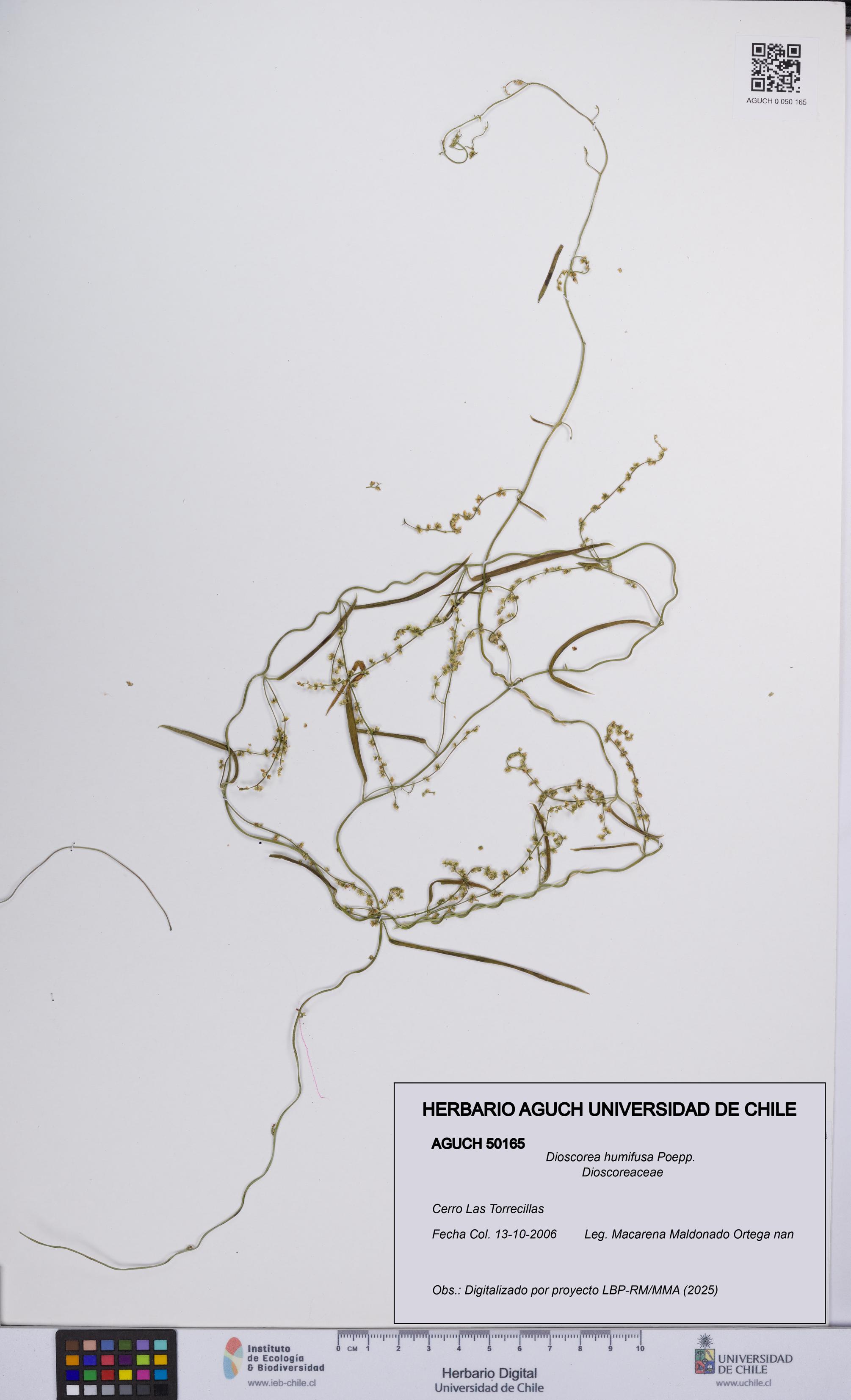 Dioscorea humifusa [Espécimen: UCH:AGUCH:0050165]