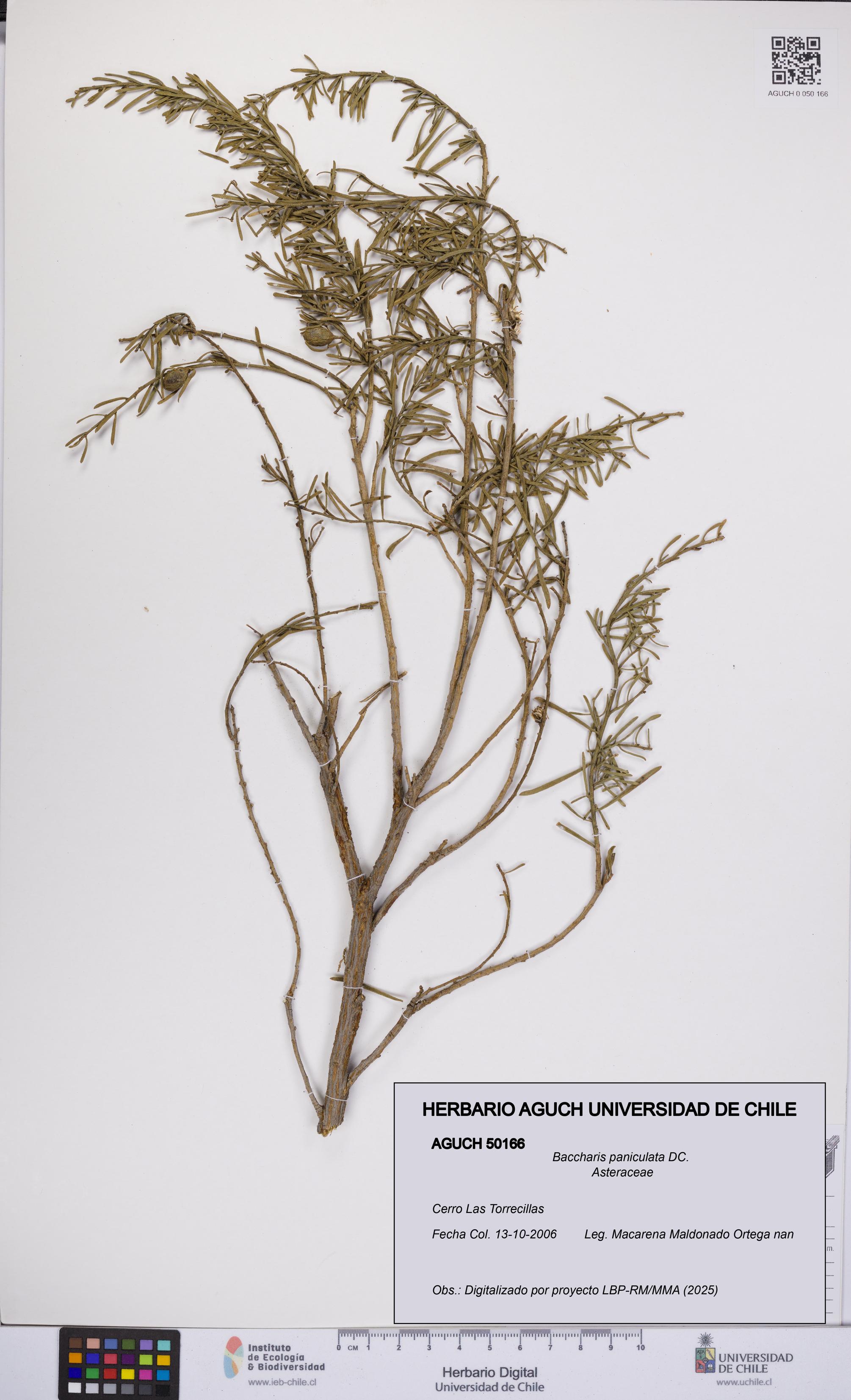 Baccharis paniculata [Espécimen: UCH:AGUCH:0050166]